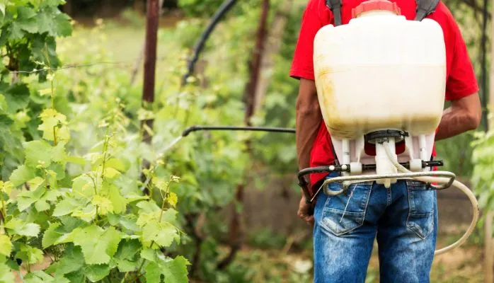 La réglementation et la mise en œuvre des produits phytosanitaires en matière viticole