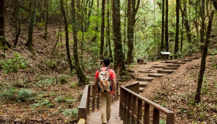 Le régime forestier : pour la préservation des forêts