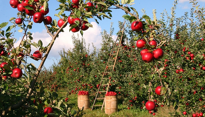 Céder sa ferme grâce aux sociétés agricoles