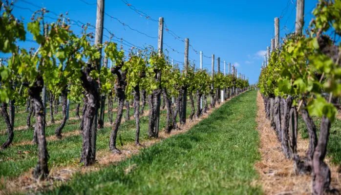 La transmission des droits de plantation de vignes